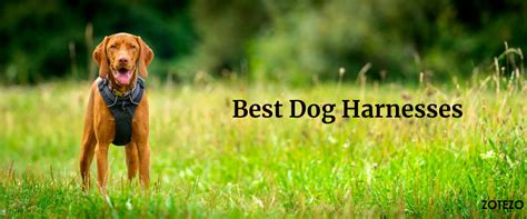 10 Best Dog Harness of 2025 in India, According To Experts