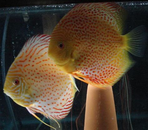 Image result for Discus Albinos