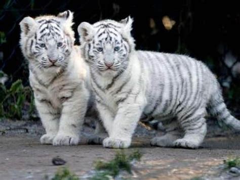 Baby White Tiger Wallpapers - Wallpaper Cave