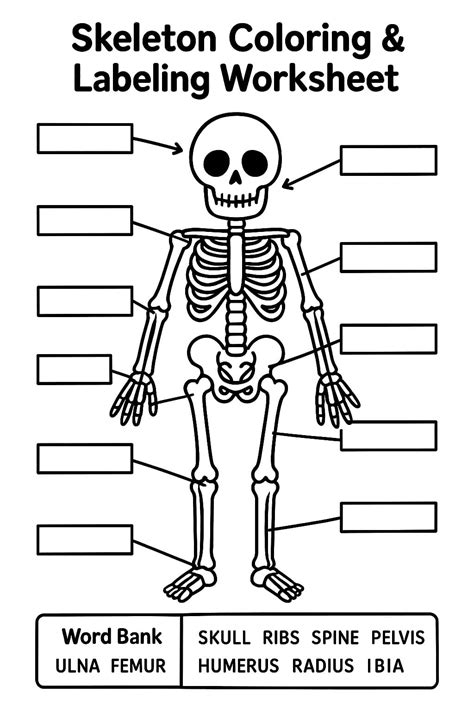 Skeletal System Worksheets - Free Image & PDF Printables