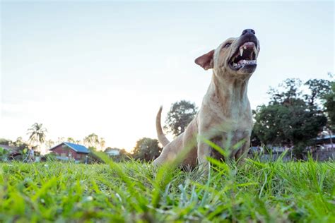 Why Is There a 10-day Quarantine for Dog Bites? | Brett McCandlis Brown & Conner