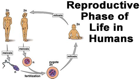 Human Reproduction Steps 的图像结果