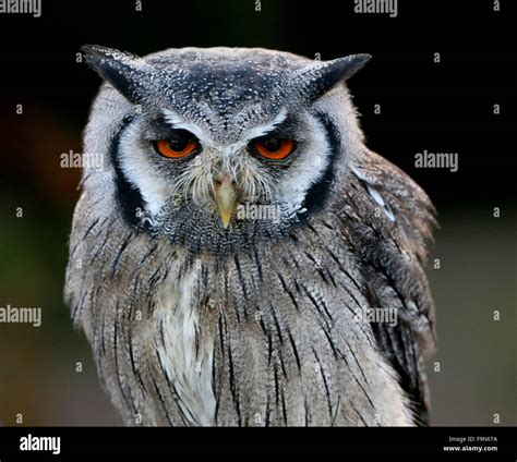 African Northern white faced Owl (Ptilopsis leucotis, Otus leucotis ...