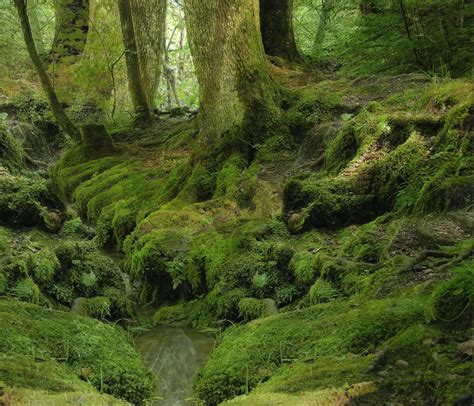 Image result for Forest Background