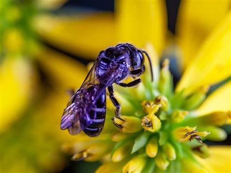 Bee pollinating a bright yellow flower