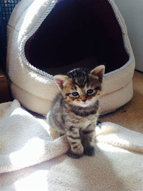 8 week old kitten feeding weight care and routines – Artofit