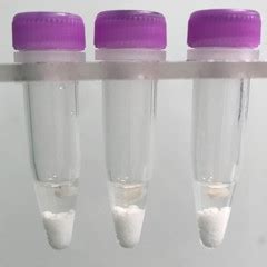 Tumor Tissue Homogenization Protocol 的图像结果
