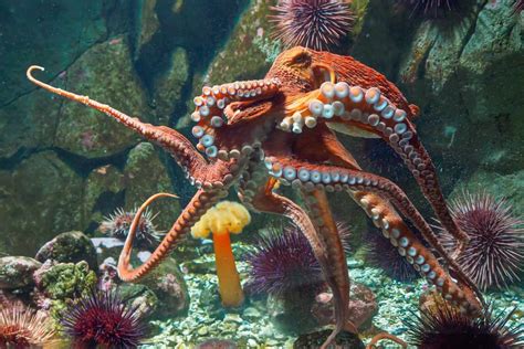 How Long Do Octopuses Live? (In the Wild & In Captivity)