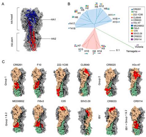 The Design and Prospects of Influenza Virus Vaccines Based on Conserved ...