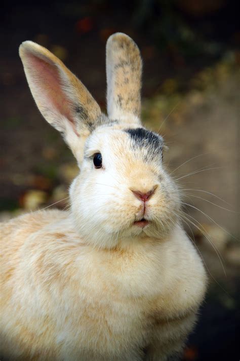 Cute Bunny Rabbit Free Stock Photo - Public Domain Pictures