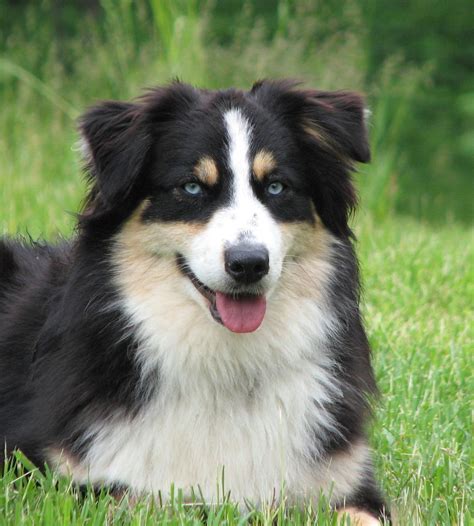 Black Tri Colored Australian Shepherd