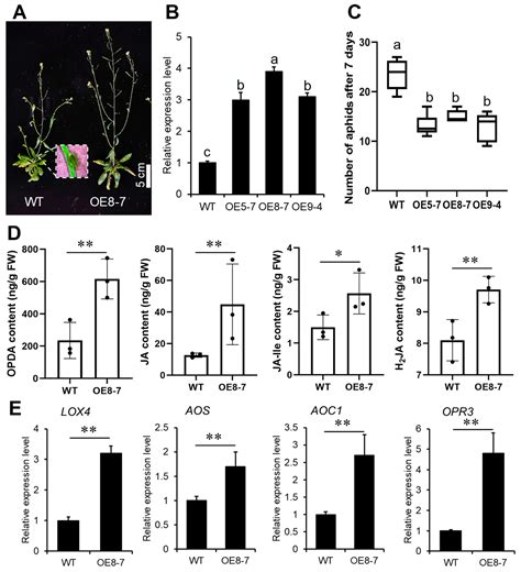 Genome-Wide Identification of Sorghum Paclobutrazol-Resistance Gene ...