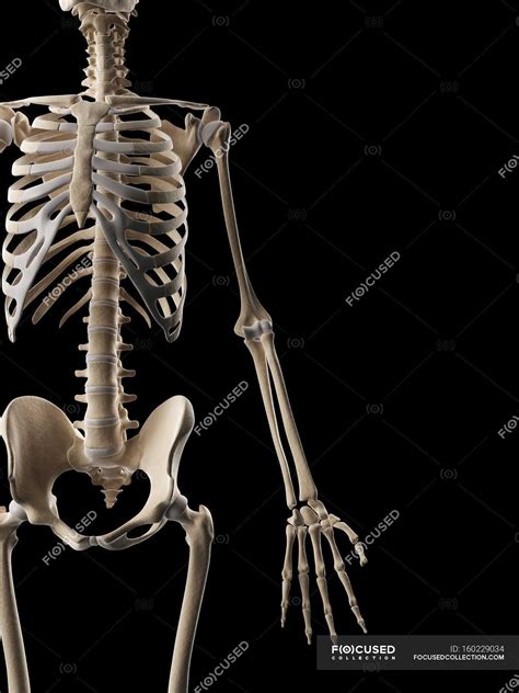 Image result for Skeletal Structural System