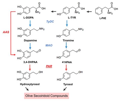 Identification and Functional Characterization of Genes Encoding ...
