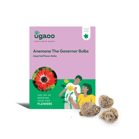 Buy Anemone ‘The Governor’ Bulbs online | Bright Red Anemone Flowers ...