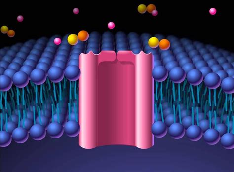 Image result for Channel Protein