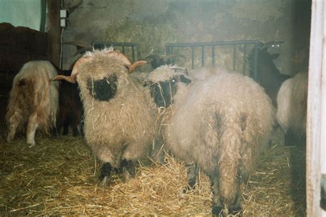 walliser schwarznasen schafe in sontra | Tiere | Kleinanzeigen