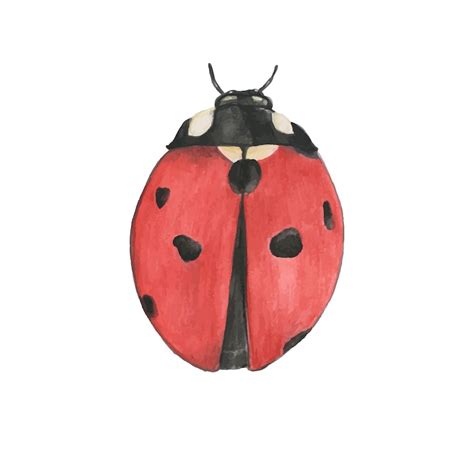 Ladybug clip art Images - Free Download on Freepik