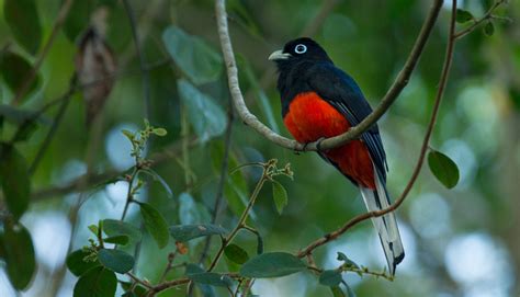 Costa Rica Night Bird Calls at April Newton blog