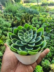 PLANTTOOZS Echeveria Nodulosa Plant Price in India - Buy PLANTTOOZS ...