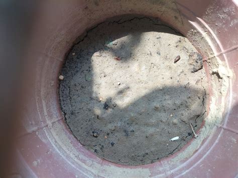 Green World Brinjal Eggplant F1 Hybrid Crypton Kranti For Kitchen ...