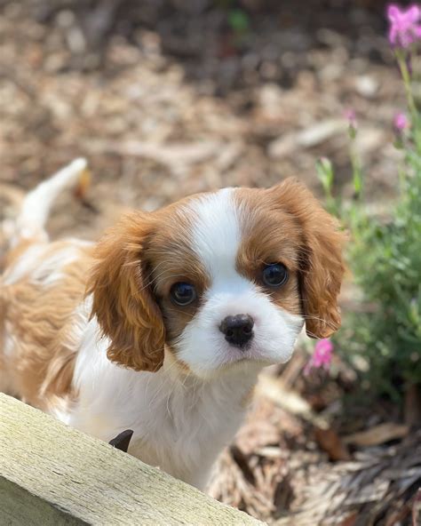 Cavalier King Charles Spaniel Puppies for Sale Melbourne, VIC