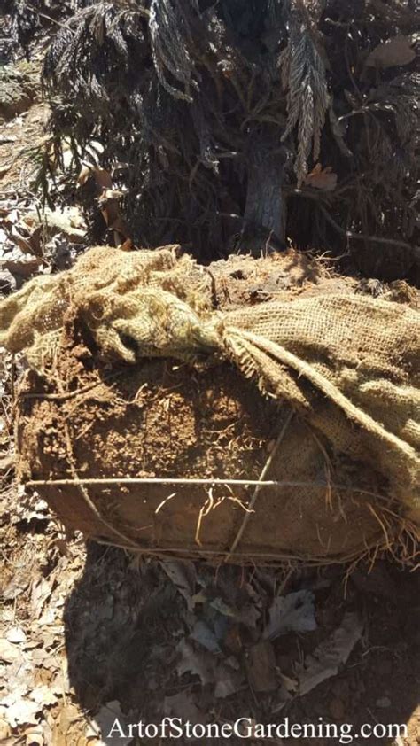 Dig Hole 的图像结果