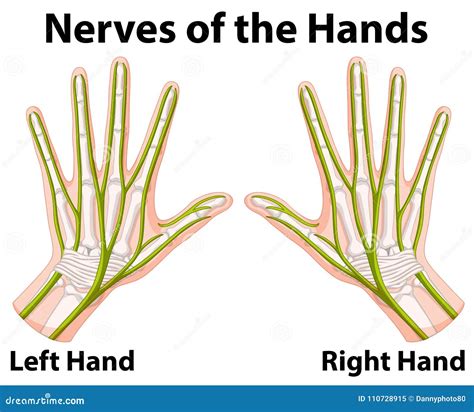 Diagram Showing Nerves of the Hands Stock Vector - Illustration of ...