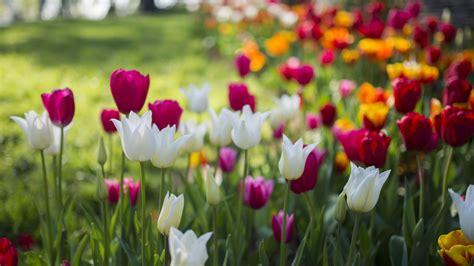 Spring Box Water Development 的图像结果