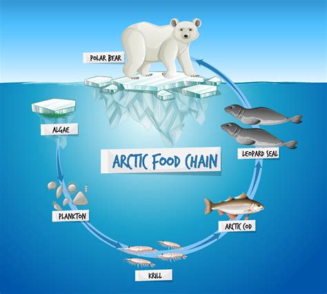 Ocean Ecosystem Food Web Diagram