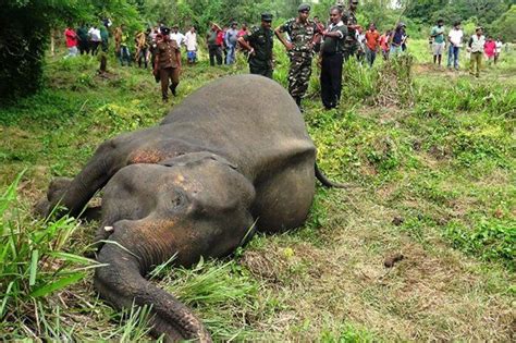 Human-elephant conflict exacts a heavy toll in Sri Lanka