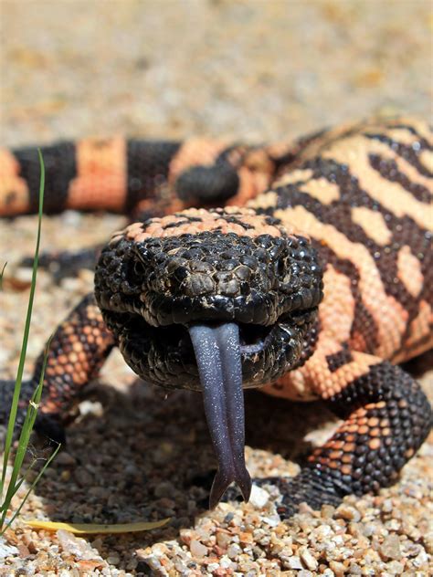 Gila Monster Arizona