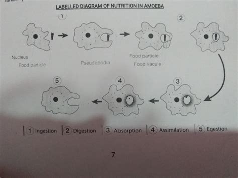 draw a diagram to show nutrition in Amoeba and label the parts used for this purpose mention any ...