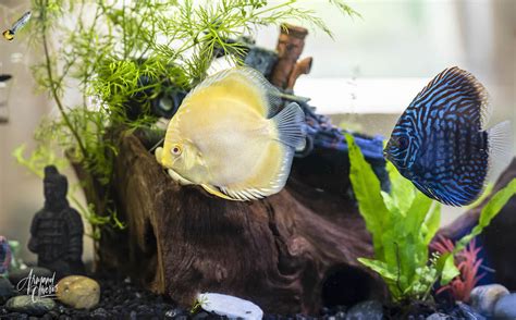 Image result for Discus Albinos