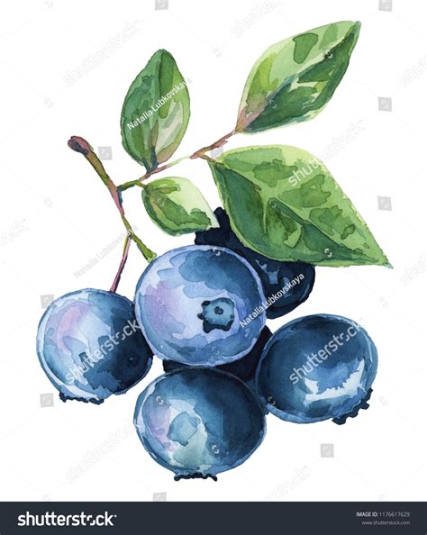 Blueberry Clip Art