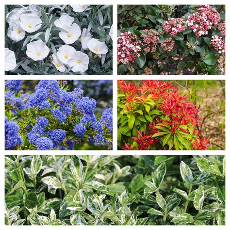 Hardy Evergreen Flowering Shrubs Identification