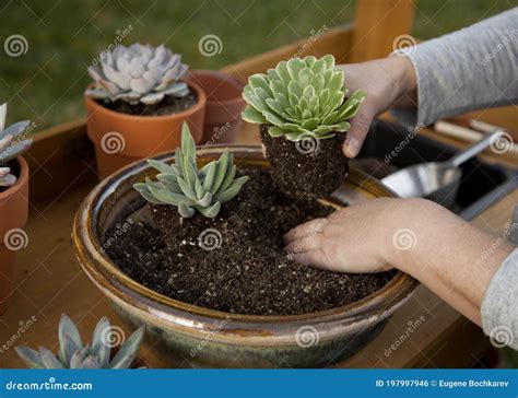 Planting Succulent Plants stock photo. Image of environment - 197997946