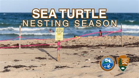 Sea Turtle Nesting Season 2025, Canaveral National Seashore, New Smyrna ...