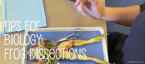 Frog Dissection Biology by Me 的图像结果