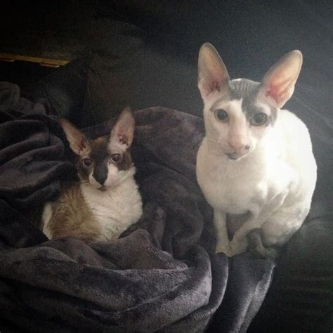 Death Note Sound Effect 的图像结果