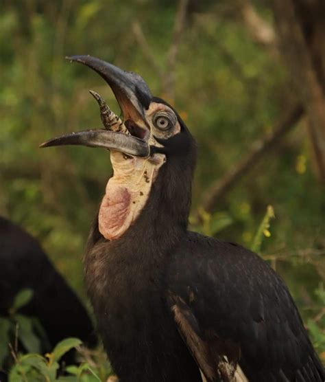 Juvenile southern ground hornbill swallows venomous puff adder : r/natureismetal