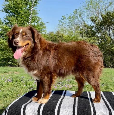 Brown Australian Shepherd