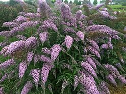 Image result for Grand Cascade Butterfly Bush