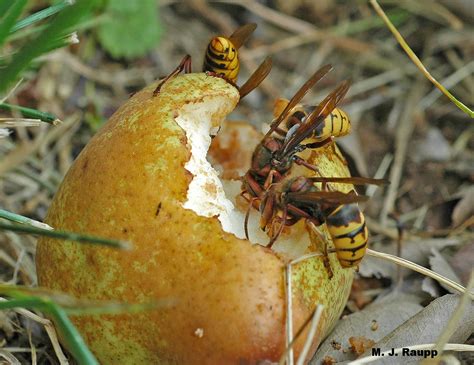 What is that giant hornet and why is it eating my tree? European hornet, Vespa crabro — Bug of ...