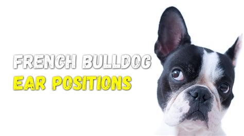 French Bulldog Ear Positions Chart