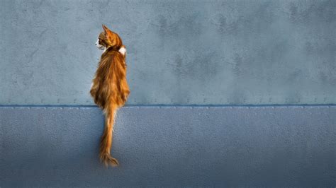 Download wallpaper 3840x2160 cat, red, wall, sitting, looks, back, tail ...