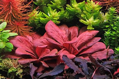 Samolus parviflorus Red | Aquadcoaqua