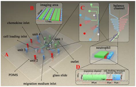 A Novel Microfluidic Device for the Neutrophil Functional Phenotype ...