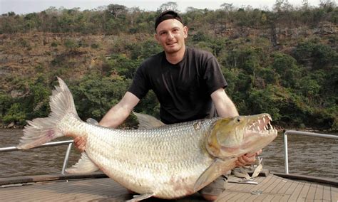 Goliath Tigerfish Fish Facts - Hydrocynus goliath - A-Z Animals