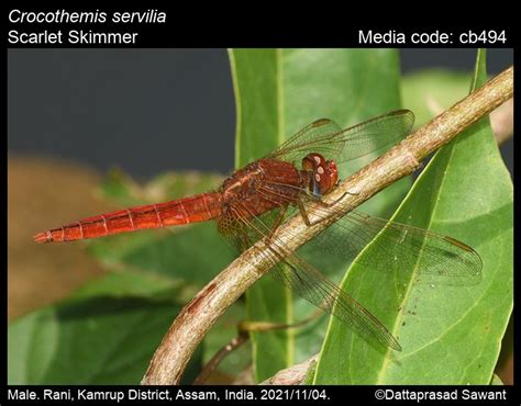 Crocothemis servilia | Odonata